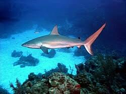 Image result for Carcharhinus perezii