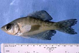 Image result for Pomoxis nigromaculatus