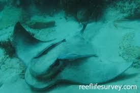 Image result for Myliobatis aquila