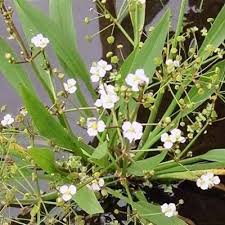 Attēlu rezultāti vaicājumam “Alisma lanceolatum”