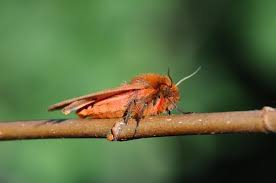 Attēlu rezultāti vaicājumam “Phragmatobia fuliginosa imago”