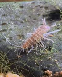 Attēlu rezultāti vaicājumam “Asellus aquaticus”