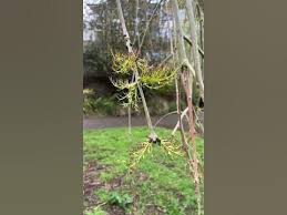 Attēlu rezultāti vaicājumam “Fraxinus excelsior Pendula bud”