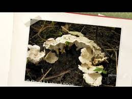 Attēlu rezultāti vaicājumam “Sistotrema confluens”