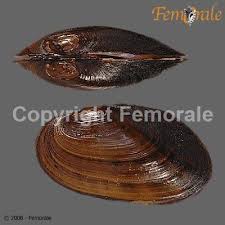 Attēlu rezultāti vaicājumam “Unio crassus”