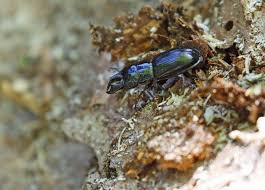 Attēlu rezultāti vaicājumam “Ceruchus chrysomelinus larva”