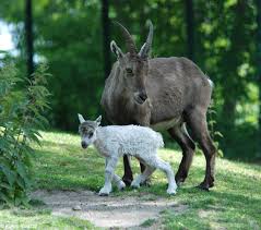 Attēlu rezultāti vaicājumam “Capra juvenile”