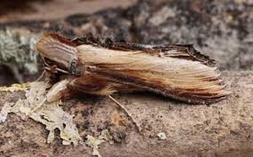 Attēlu rezultāti vaicājumam “Cucullia verbasci”