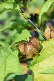 Attēlu rezultāti vaicājumam “Nicandra physalodes fruit”