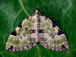 Attēlu rezultāti vaicājumam “Colostygia pectinataria”