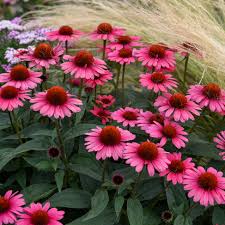 Image result for Echinacea Lustre hybrids