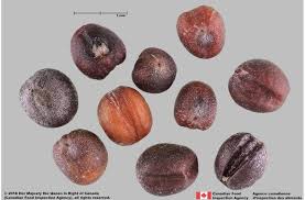 Attēlu rezultāti vaicājumam “Sinapis arvensis fruit”