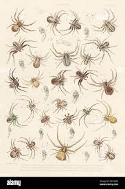 Attēlu rezultāti vaicājumam “Xysticus bifasciatus”