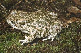 Attēlu rezultāti vaicājumam “Pseudepidalea viridis adult”