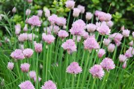 Attēlu rezultāti vaicājumam “Allium schoenoprasum fruit”