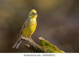 Attēlu rezultāti vaicājumam “Emberiza citrinella adult”