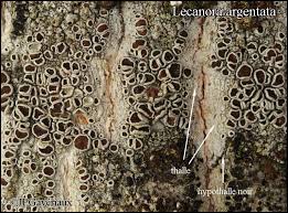 Attēlu rezultāti vaicājumam “Lecanora argentata”