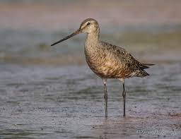 Image result for Limosa haemastica