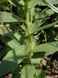 Attēlu rezultāti vaicājumam “Hieracium umbellatum”
