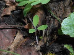 Attēlu rezultāti vaicājumam “Corydalis intermedia leaf”