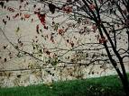 by <b>verticillium</b> wilt