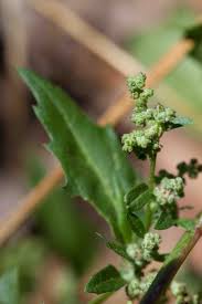 Attēlu rezultāti vaicājumam “Chenopodium acerifolium flower”
