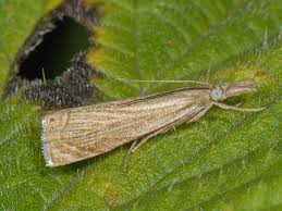 Attēlu rezultāti vaicājumam “Chrysoteuchia culmella”