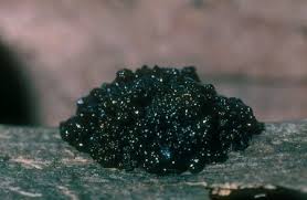 Attēlu rezultāti vaicājumam “Lindbladia tubulina macro”