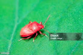 Attēlu rezultāti vaicājumam “Zicrona caerulea”