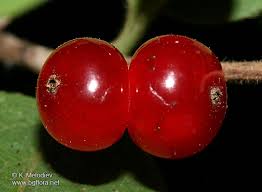 Attēlu rezultāti vaicājumam “Lonicera xylosteum fruit”