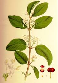 Attēlu rezultāti vaicājumam “Lonicera xylosteum”