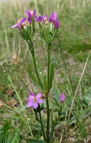 Attēlu rezultāti vaicājumam “Centaurium littorale flower”