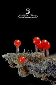 Attēlu rezultāti vaicājumam “Hemitrichia decipiens spores”