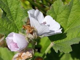 Image result for Althaea officinalis