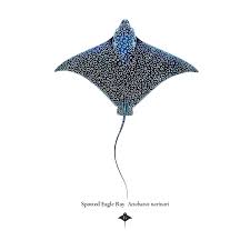 Image result for Aetobatus narinari