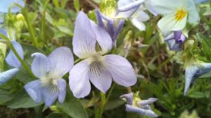 Attēlu rezultāti vaicājumam “Viola canina”