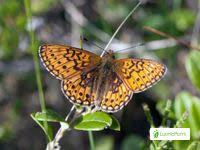 Attēlu rezultāti vaicājumam “Boloria eunomia upperside”