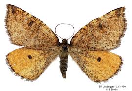 Attēlu rezultāti vaicājumam “Epirranthis diversata”