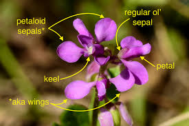 Attēlu rezultāti vaicājumam “Polygalaceae”