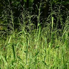 Attēlu rezultāti vaicājumam “Milium effusum flower”