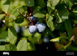 Attēlu rezultāti vaicājumam “Vaccinium uliginosum fruit”