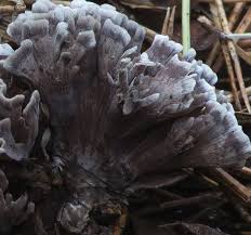 Attēlu rezultāti vaicājumam “Thelephora palmata”