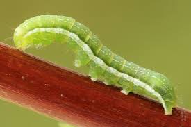 Attēlu rezultāti vaicājumam “Mniotype satura”