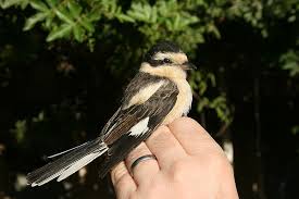 Image result for Lanius nubicus