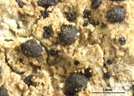 Attēlu rezultāti vaicājumam “Bacidia subincompta”