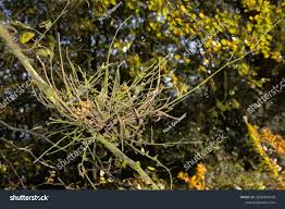 Attēlu rezultāti vaicājumam “Taphrina betulina”