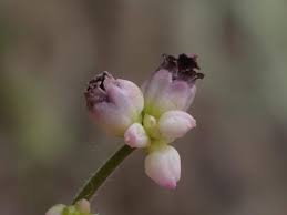 Attēlu rezultāti vaicājumam “Sphacelotheca hydropiperis”