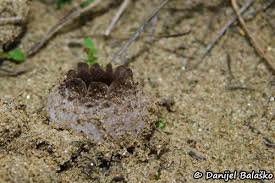 Attēlu rezultāti vaicājumam “Peziza ammophila”