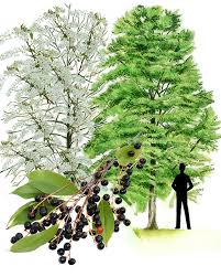 Attēlu rezultāti vaicājumam “Prunus (bird-cherry tree)”