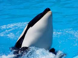 Image result for Orcinus orca